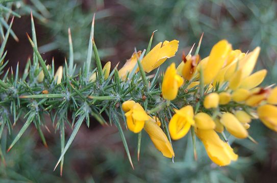 westgorse