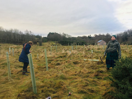 three hares sapling protection