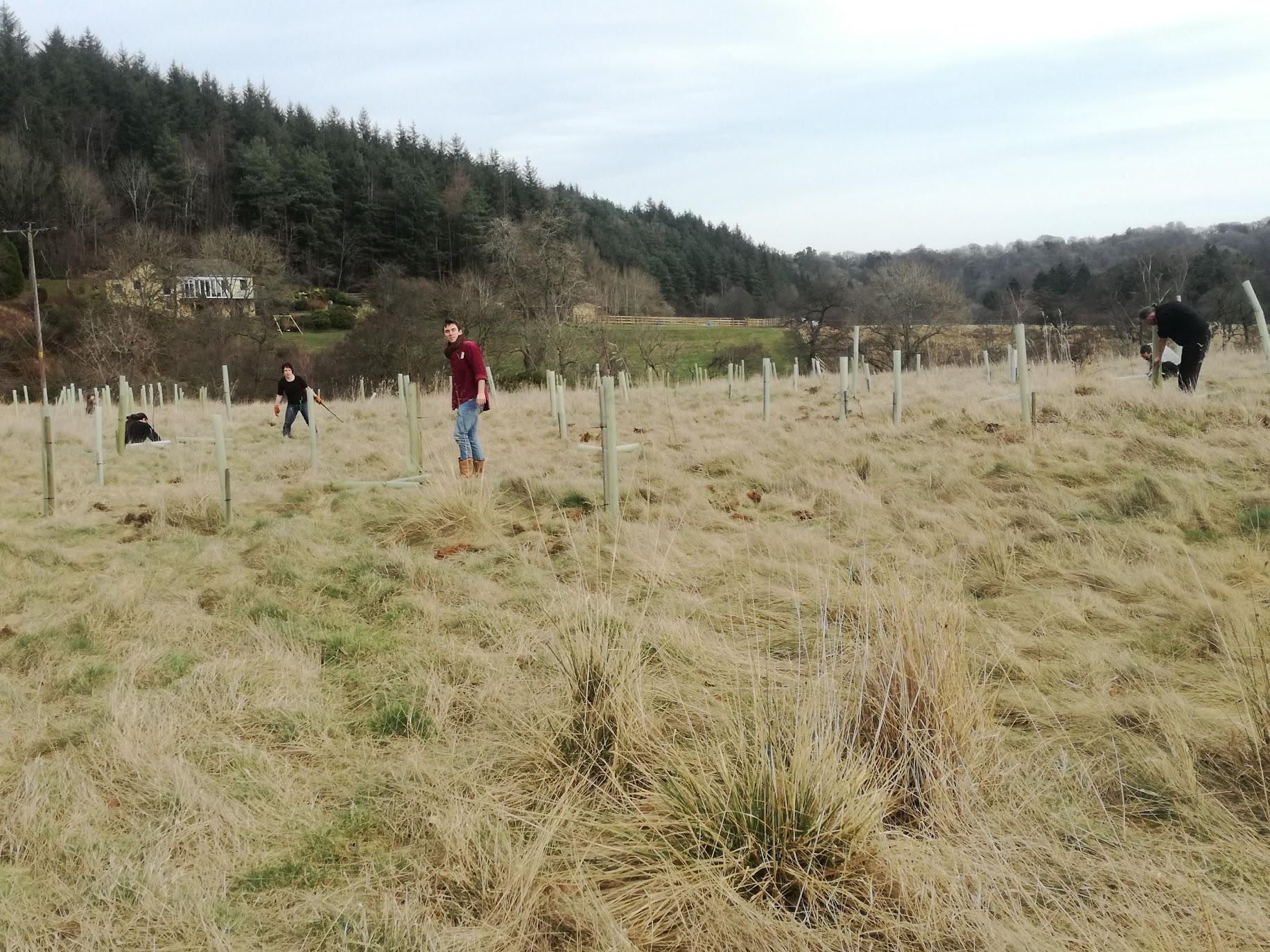 Three Hares tree care