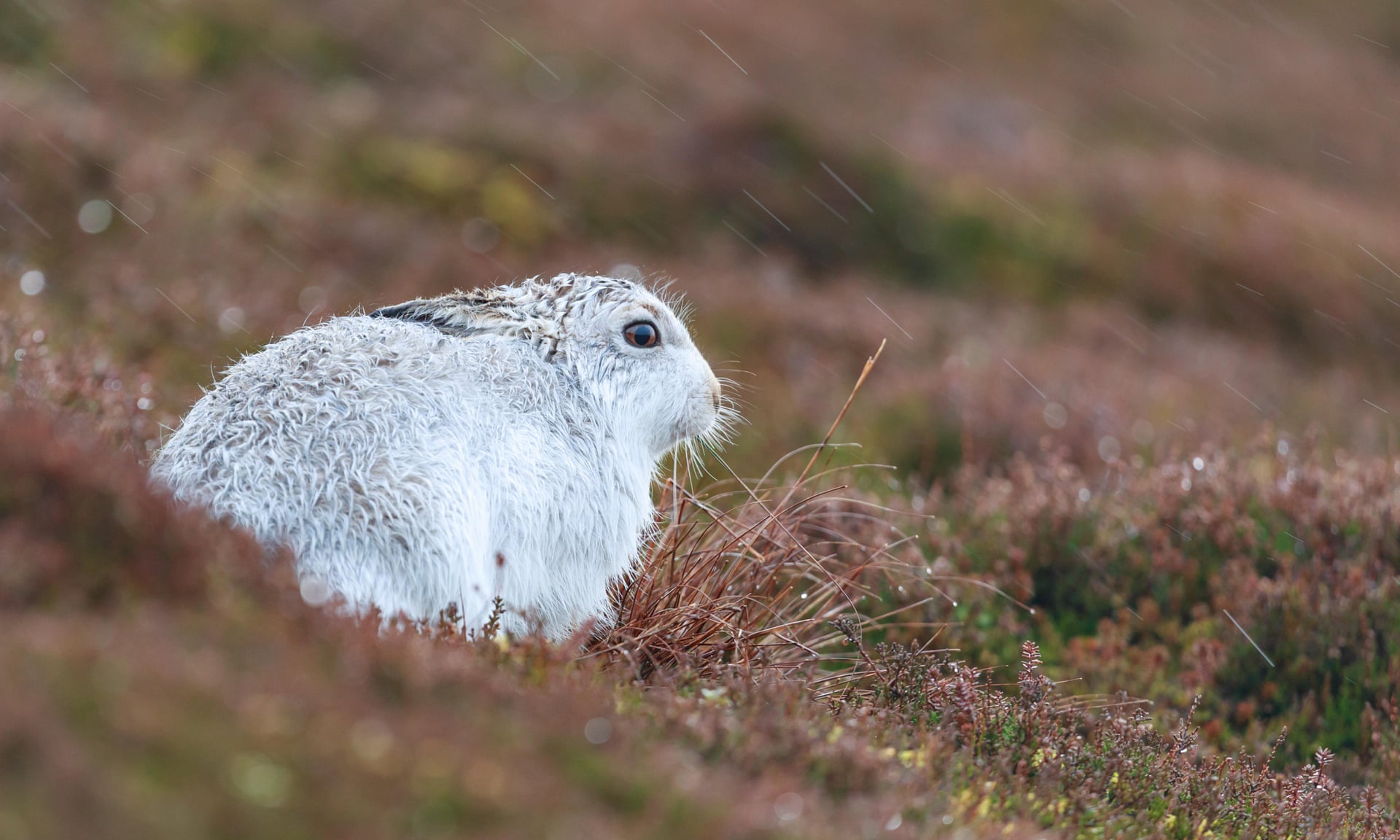 mountain hare